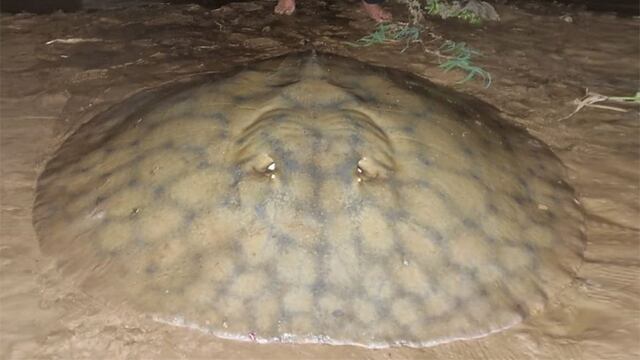 En Rosario pescaron una raya gigante de 90 kilos.