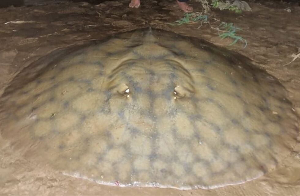 Pesca en las costas de Rosario: sacaron una raya gigante de 90 kilos