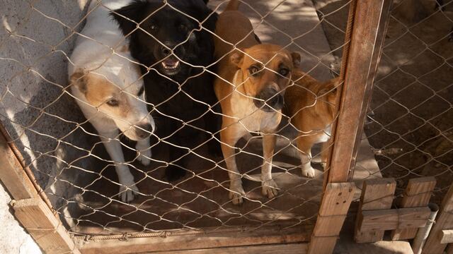 Piden ayuda para rescatar a mascotas en cautiverio- imagen ilustrativa.