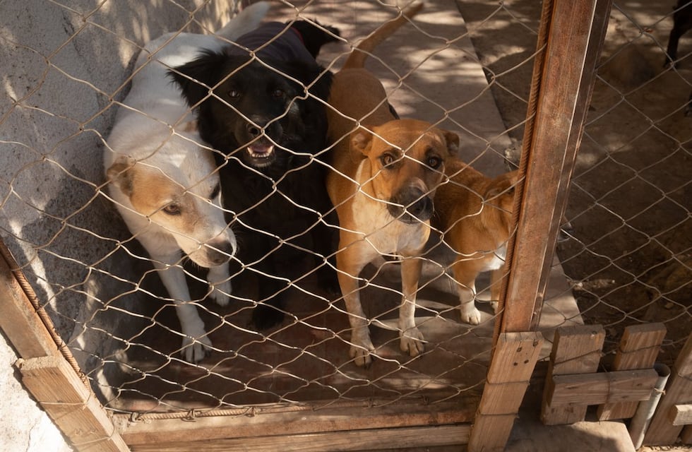 Una protectora de animales de Maipú realizará una convocatoria para liberar a mascotas en cautiverio