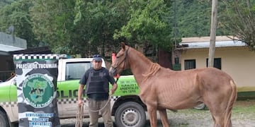 Fue reintegrado a su dueño.