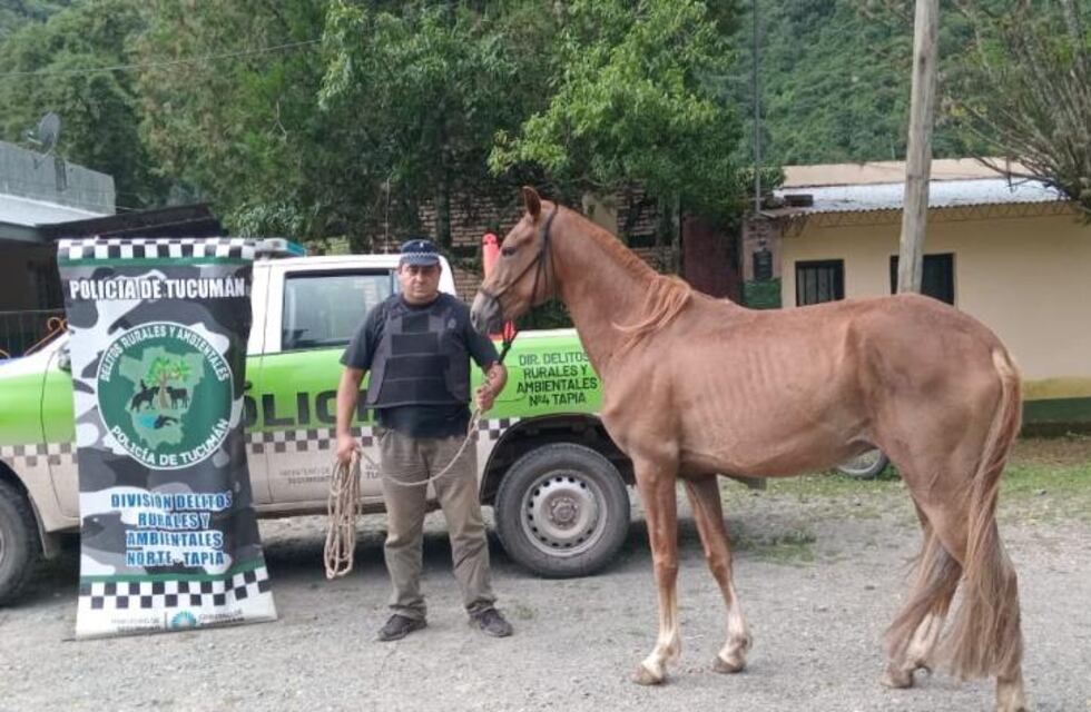 Recuperó la policia un caballo robado valuado en $1.500.000
