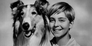 ¿Se habrá guiado Lassie solamente por el olfato para regresar a su hogar?