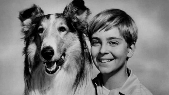 ¿Se habrá guiado Lassie solamente por el olfato para regresar a su hogar?