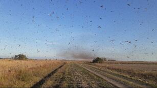 Impresionante invasión de langostas en Córdoba.