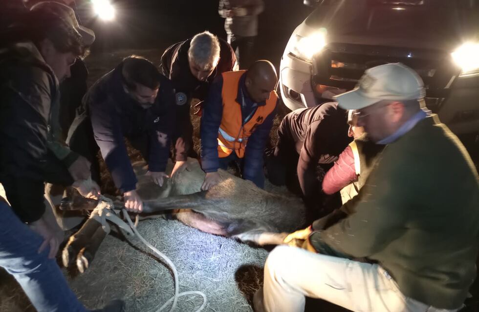 Trasladaron a Punilla al ciervo que corría por el aeropuerto de Córdoba