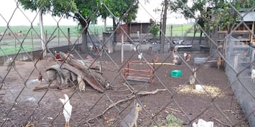 Policía Ambiental encontró más de 60 animales exóticos en Bell Ville (Prensa Gobierno)