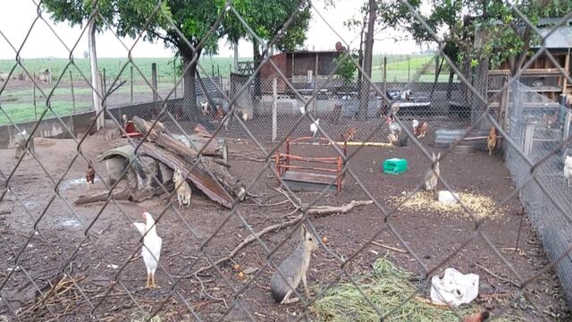 Policía Ambiental encontró más de 60 animales exóticos en Bell Ville (Prensa Gobierno)