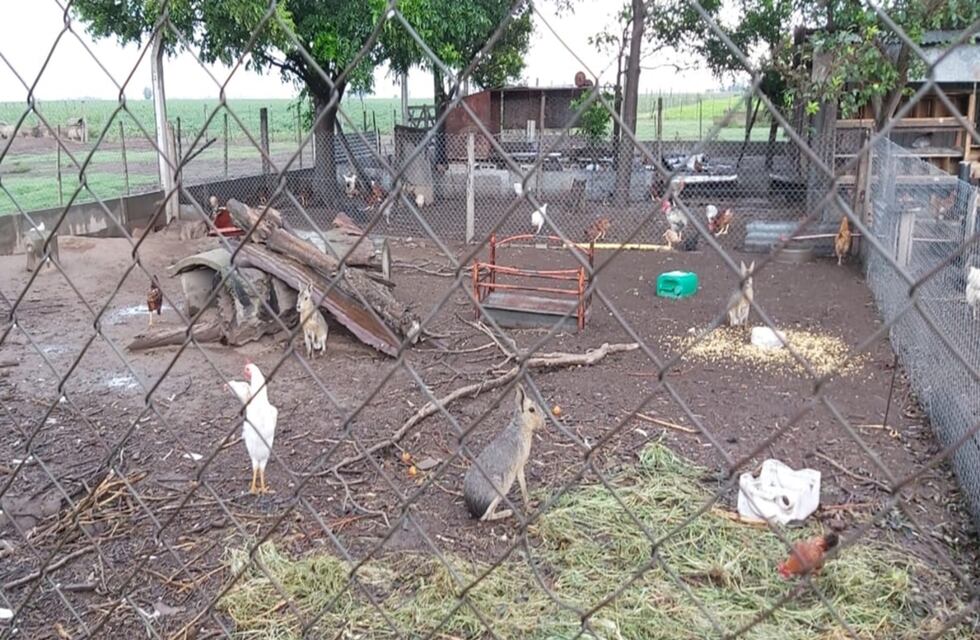 Tráfico de fauna: detectaron más de 60 animales exóticos en cautiverio en Bell Ville