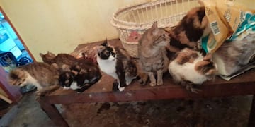 Murió una mujer en La Plata que dormía con animales muertos: tenía 50 gatos y dos perros