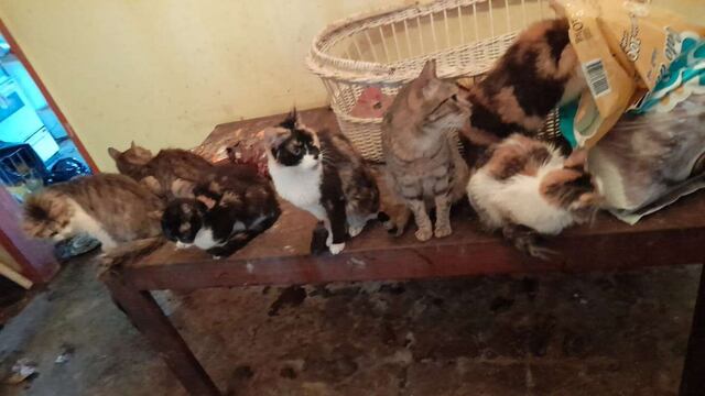 Murió una mujer en La Plata que dormía con animales muertos: tenía 50 gatos y dos perros
