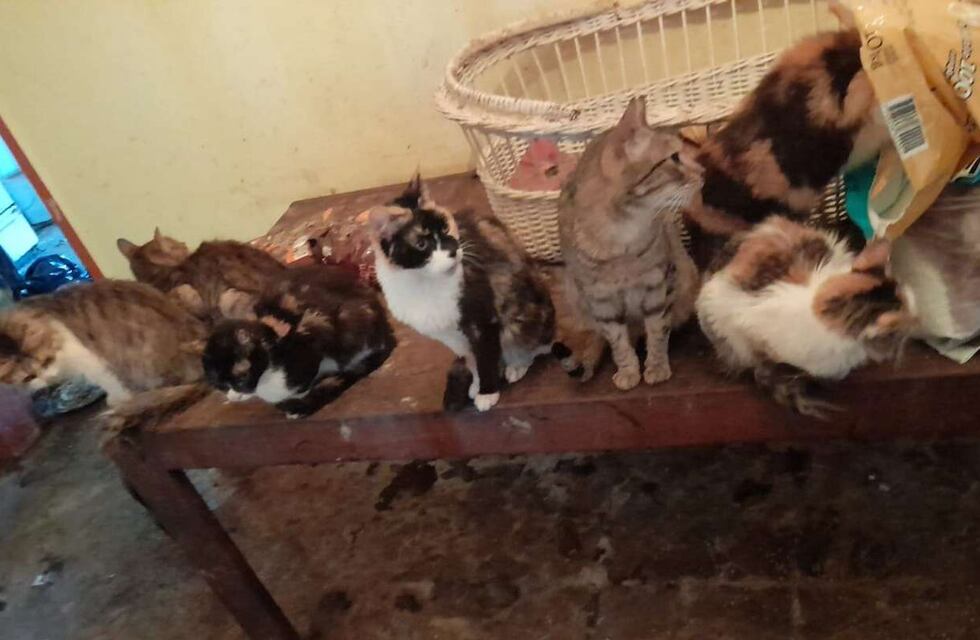 Murió una mujer en La Plata que dormía con animales muertos: tenía 50 gatos y dos perros
