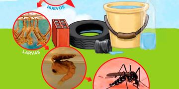 Dengue