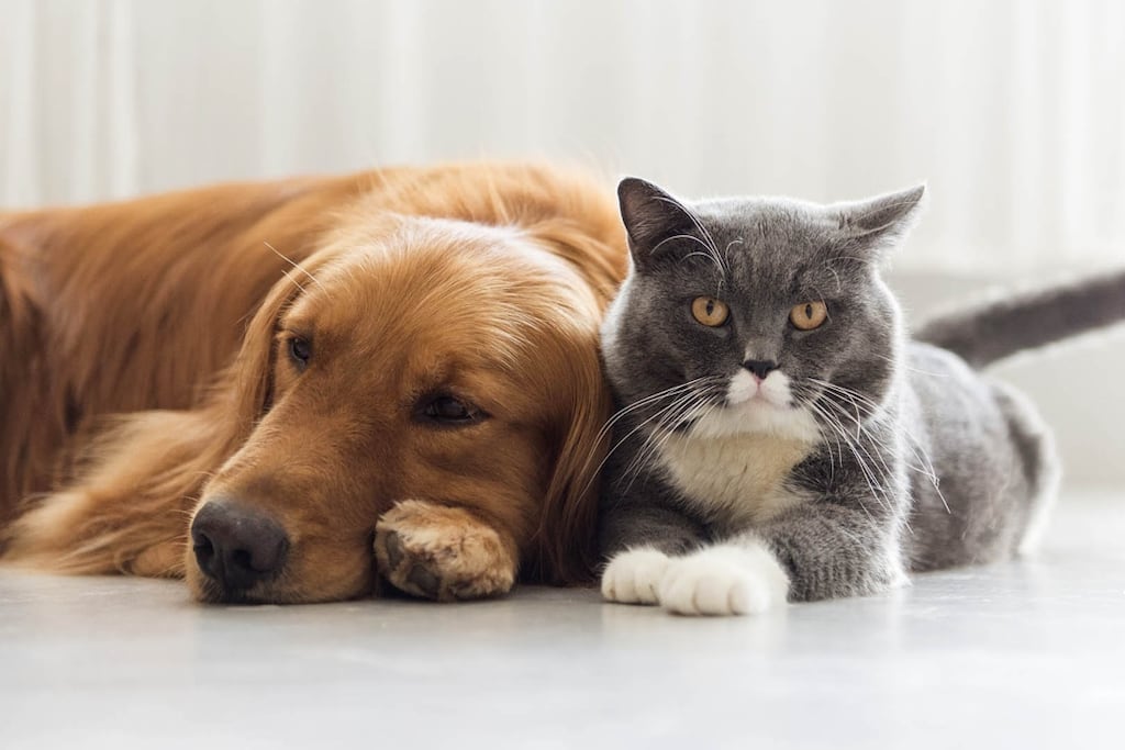 Mascotas como imagen de WhatsApp.