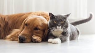 Mascotas como imagen de WhatsApp.