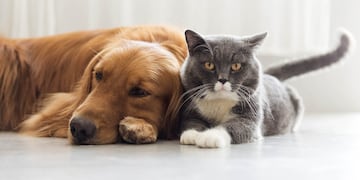 Mascotas como imagen de WhatsApp.