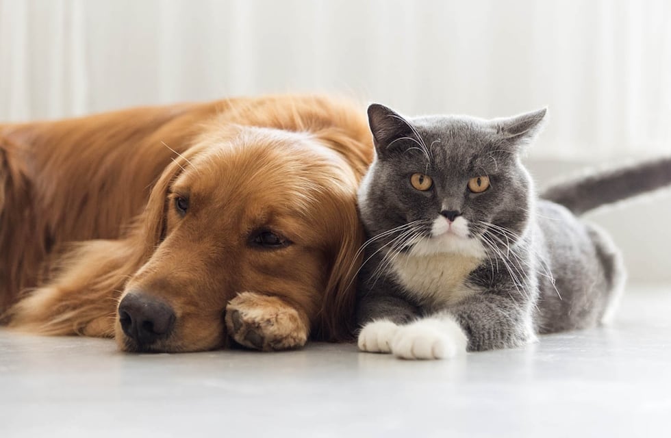 El Quirófano Móvil funcionará en barrio Villa Dominga