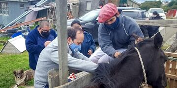 El municipio realizó la 2da jornada de chipeo