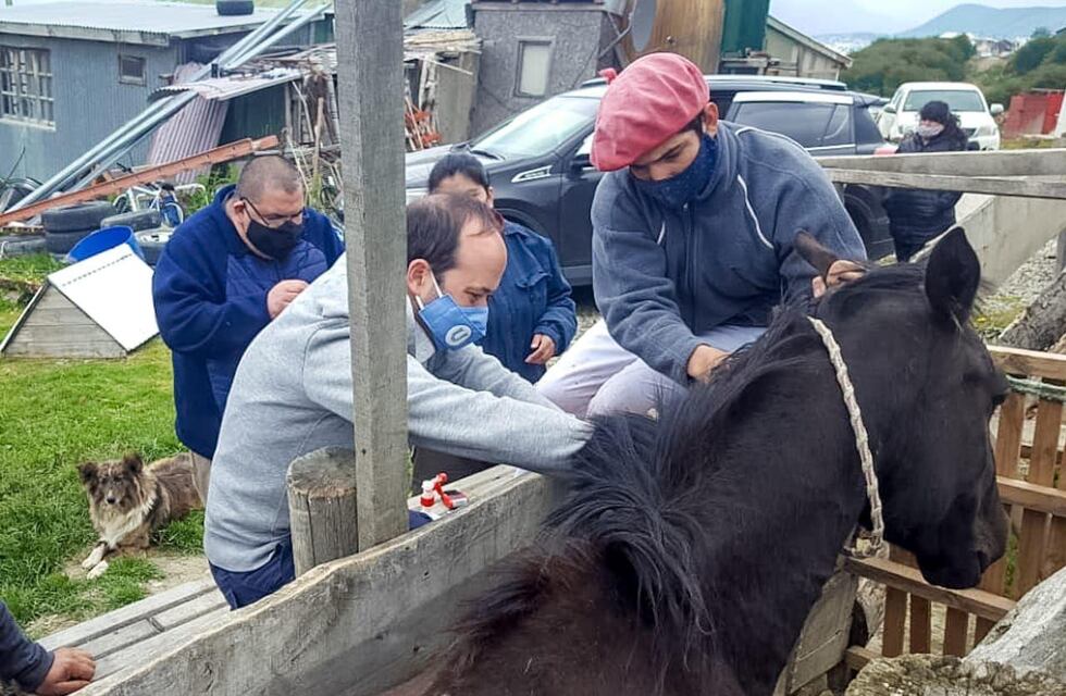 Ushuaia: se realizó la segunda jornada de chipeo de equinos