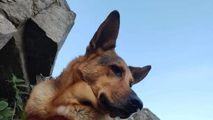 Este viernes comenzará a funcionar un nuevo quirófano móvil para animales en el Galpón Municipal del Parque Camet