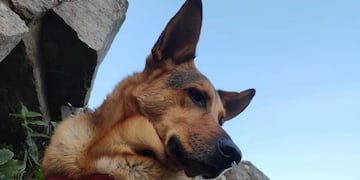 Este viernes comenzará a funcionar un nuevo quirófano móvil para animales en el Galpón Municipal del Parque Camet