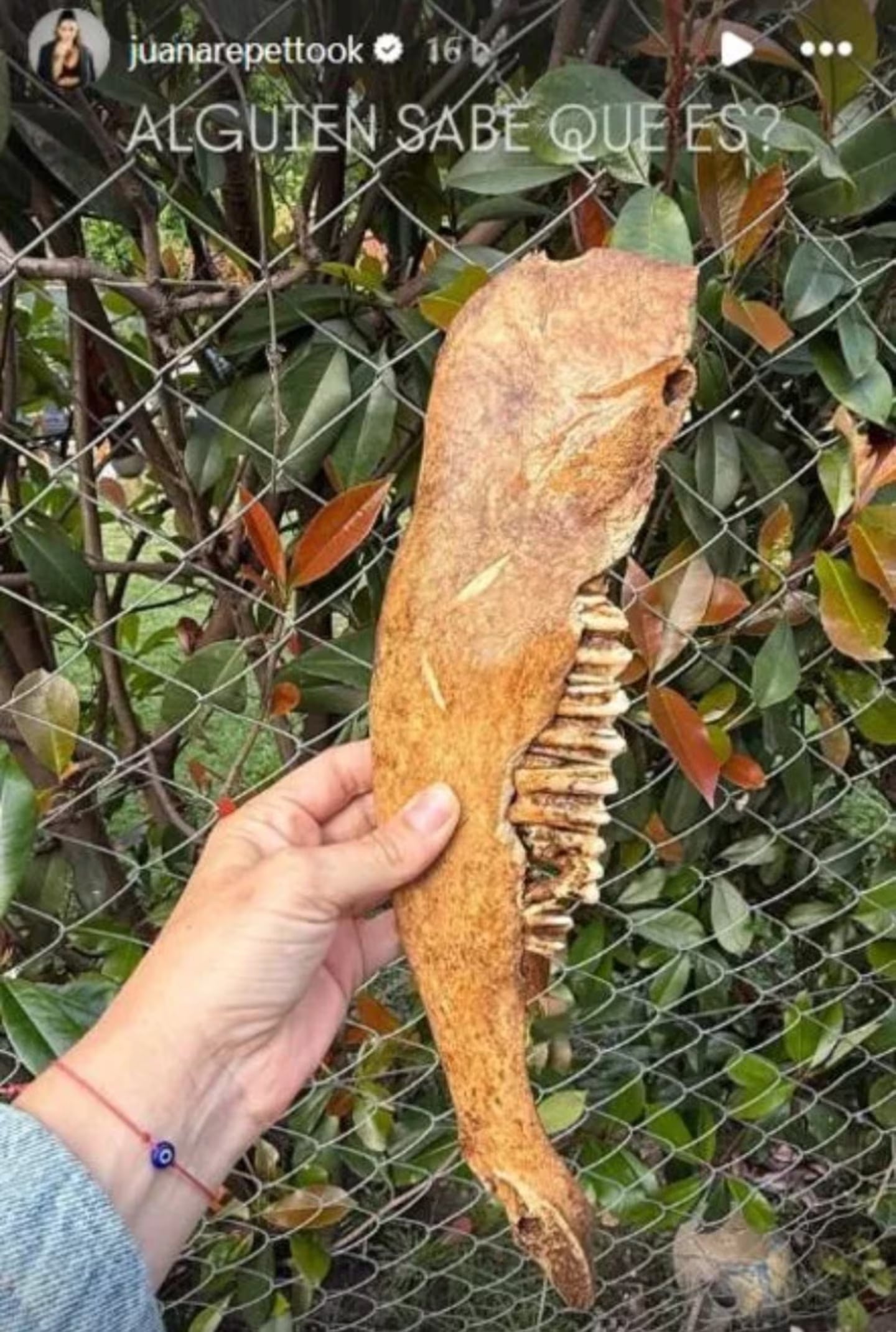 Los huesos que encontró Juana Repetto en su jardín
