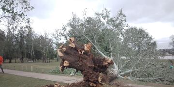 Carlos Paz. Un árbol se desplomó en la Costanera.