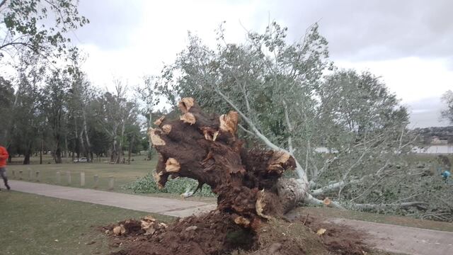 Carlos Paz. Un árbol se desplomó en la Costanera.