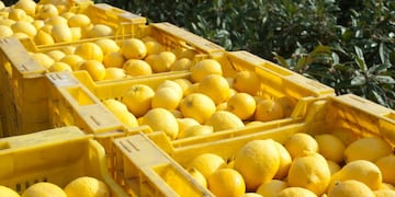 Productores correntinos afectados por la falta de gasoil decidieron tirar sus limones.