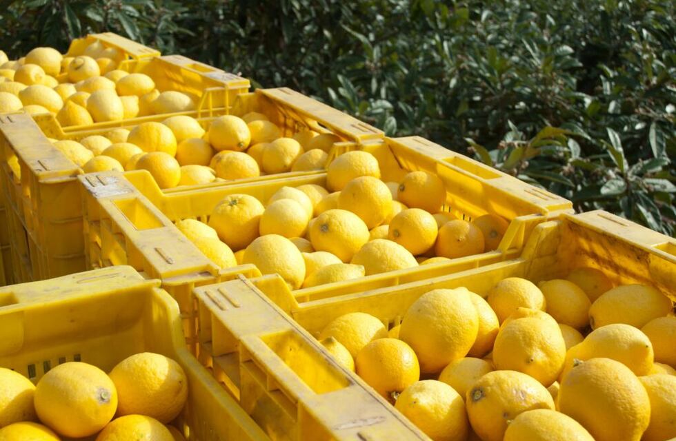 Productores correntinos afectados por la falta de gasoil decidieron tirar sus limones