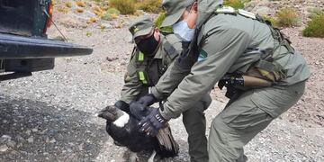 Personal de Gendarmería Nacional encontró al ave cerca de la Ruta 145, en la zona de Portezuelo del Viento. Será trasladado a San Carlos para su recuperación, para después devolverlo a su hábitat.