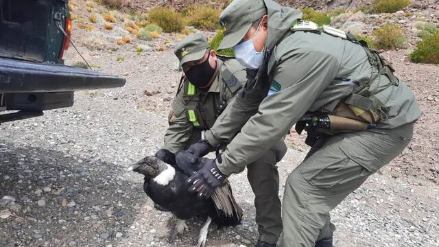 Personal de Gendarmería Nacional encontró al ave cerca de la Ruta 145, en la zona de Portezuelo del Viento. Será trasladado a San Carlos para su recuperación, para después devolverlo a su hábitat.