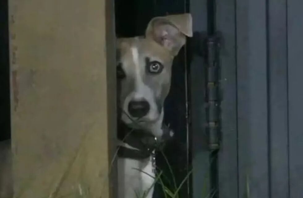 “Free Arturo”, Gran Hermano habría rechazado la salida de Arturo y los rescatistas tomarán acciones legales