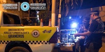 Rescataron a un "Oso Melero" en La Madrid tras pedido de ayuda de vecinos