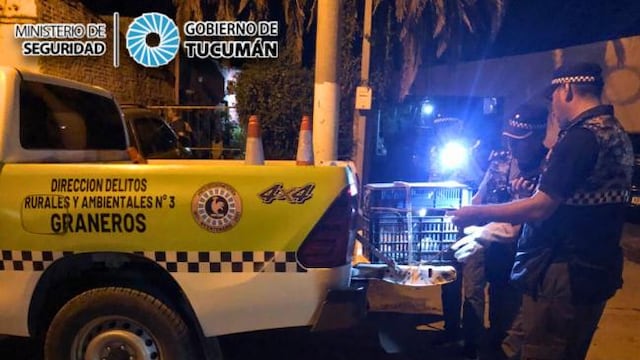 Rescataron a un "Oso Melero" en La Madrid tras pedido de ayuda de vecinos