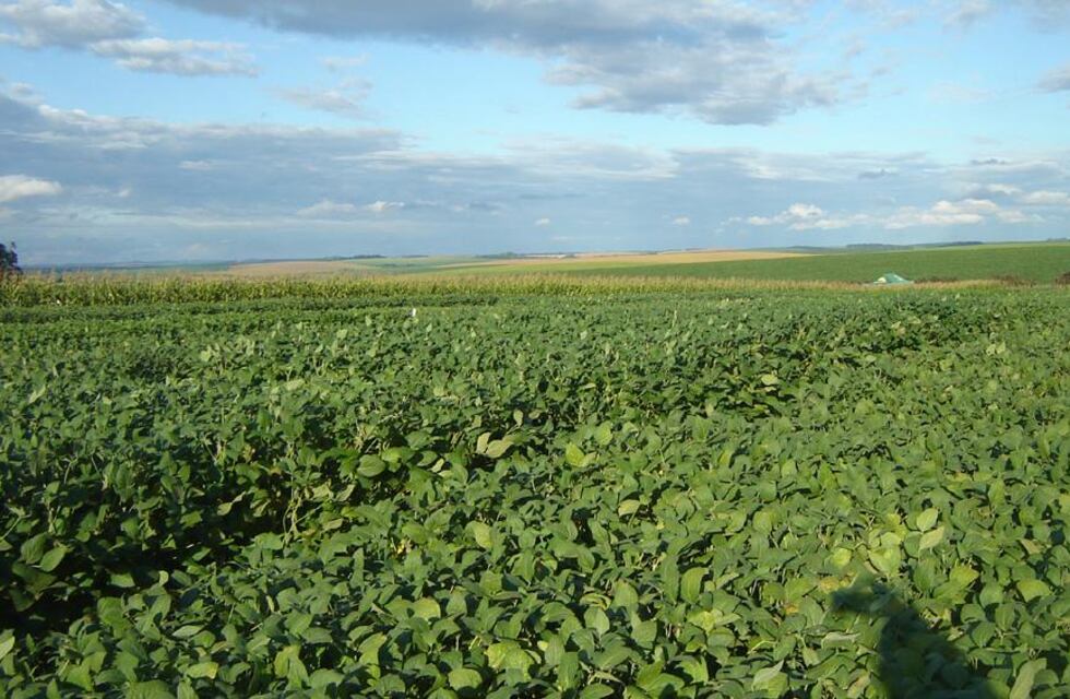 Fotografiaron por primera vez en Córdoba un animal en peligro de extinción