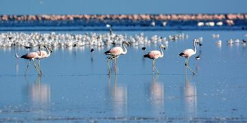 Resera natural mar Chiquita
PARQUE NACIONAL-ANSENUNZA
La provincia de Córdoba junto con organizaciones naturalistas y la Administración de Parques Nacionales impulsan la creación del Parque Nacional Ansenuza, localizado en la laguna de Mar Chiquita, en el noreste de la provincia.
GENTILEZA Pablo Rodríguez Merkel