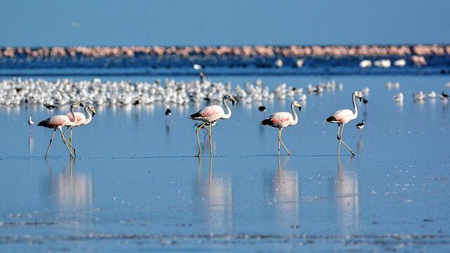 Resera natural mar Chiquita
PARQUE NACIONAL-ANSENUNZA
La provincia de Córdoba junto con organizaciones naturalistas y la Administración de Parques Nacionales impulsan la creación del Parque Nacional Ansenuza, localizado en la laguna de Mar Chiquita, en el noreste de la provincia.
GENTILEZA Pablo Rodríguez Merkel