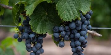 Cada 17 de abril se celebra el Día Internacional del Malbec. - Foto: Ignacio Blanco / Los Andes