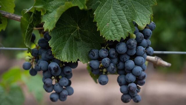 Cada 17 de abril se celebra el Día Internacional del Malbec. - Foto: Ignacio Blanco / Los Andes