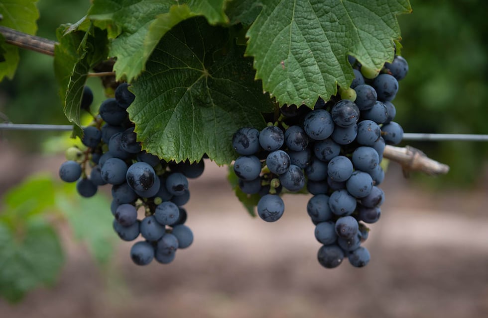 Día Internacional del Malbec: por qué es presente y futuro del vino argentino