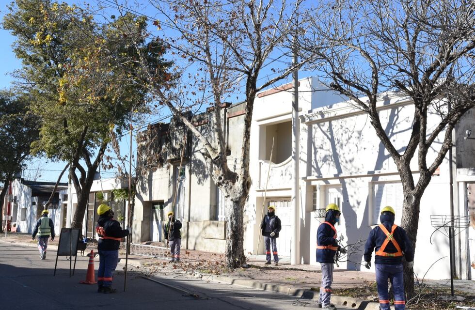 Arbolado urbano: tiempo de poda y forestación