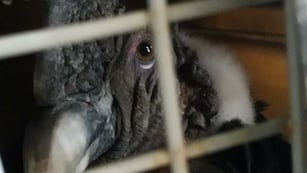 Caminaban hacia una cascada en Potrerillos y encontraron a un cóndor en el suelo: así fue el rescate. Foto: Gentileza Fundación Cullunche