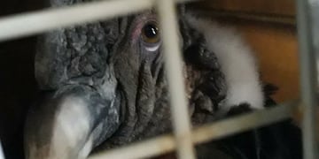 Caminaban hacia una cascada en Potrerillos y encontraron a un cóndor en el suelo: así fue el rescate. Foto: Gentileza Fundación Cullunche