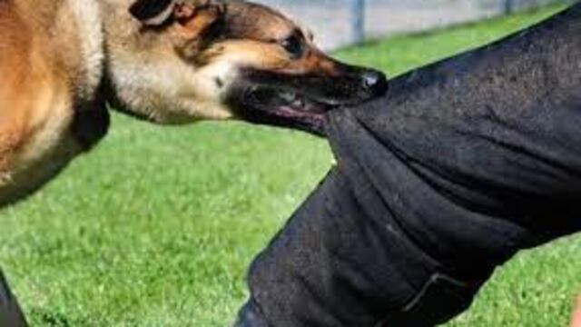 Espeluznante ataque canino sobre una joven de la ciudad.