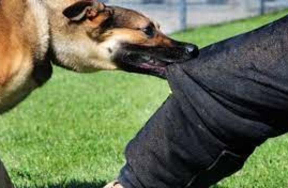 Ushuaia: trató de defender a su perrito y fue atacada