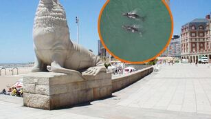 Video: Grabaron ballenas australes en Mar del Plata y las imágenes son increíbles