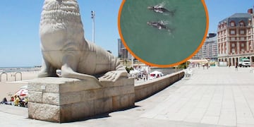 Video: Grabaron ballenas australes en Mar del Plata y las imágenes son increíbles