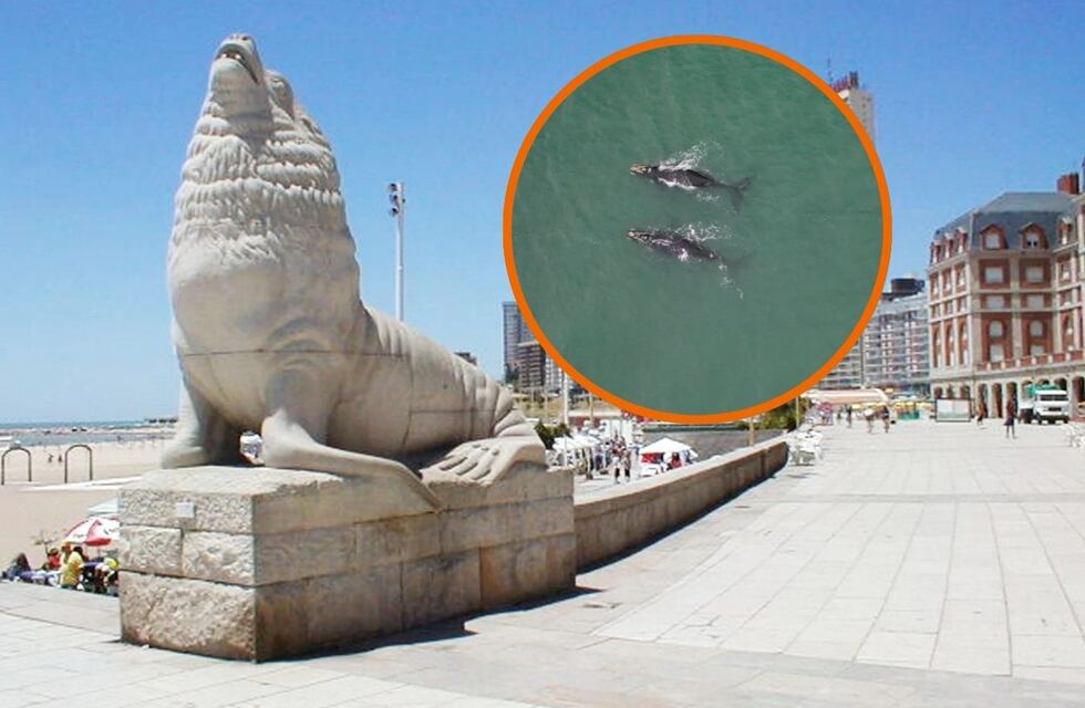 Video: Grabaron ballenas australes en Mar del Plata y las imágenes son increíbles