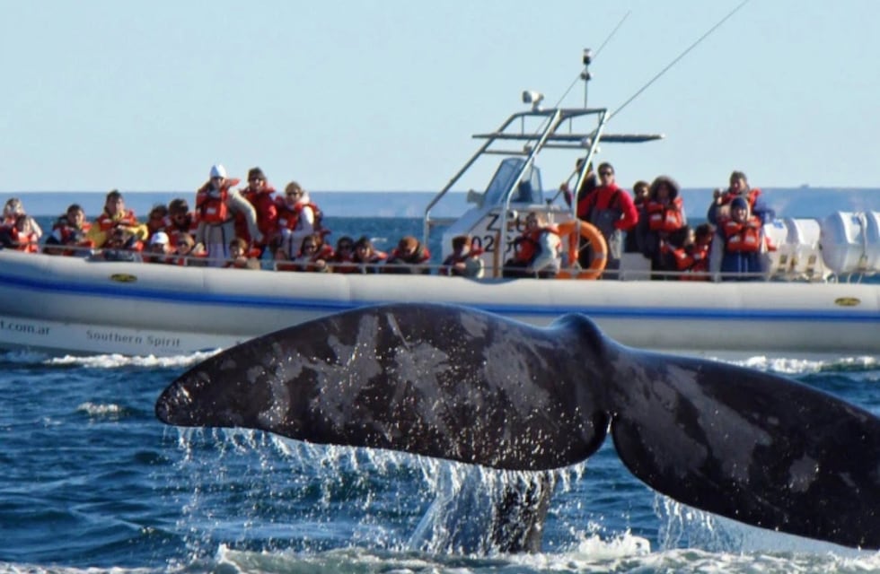 Cómo ver Pingüinos, ballenas y lobos marinos: las experiencias que solo Puerto Madryn ofrece